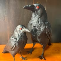 Ravens